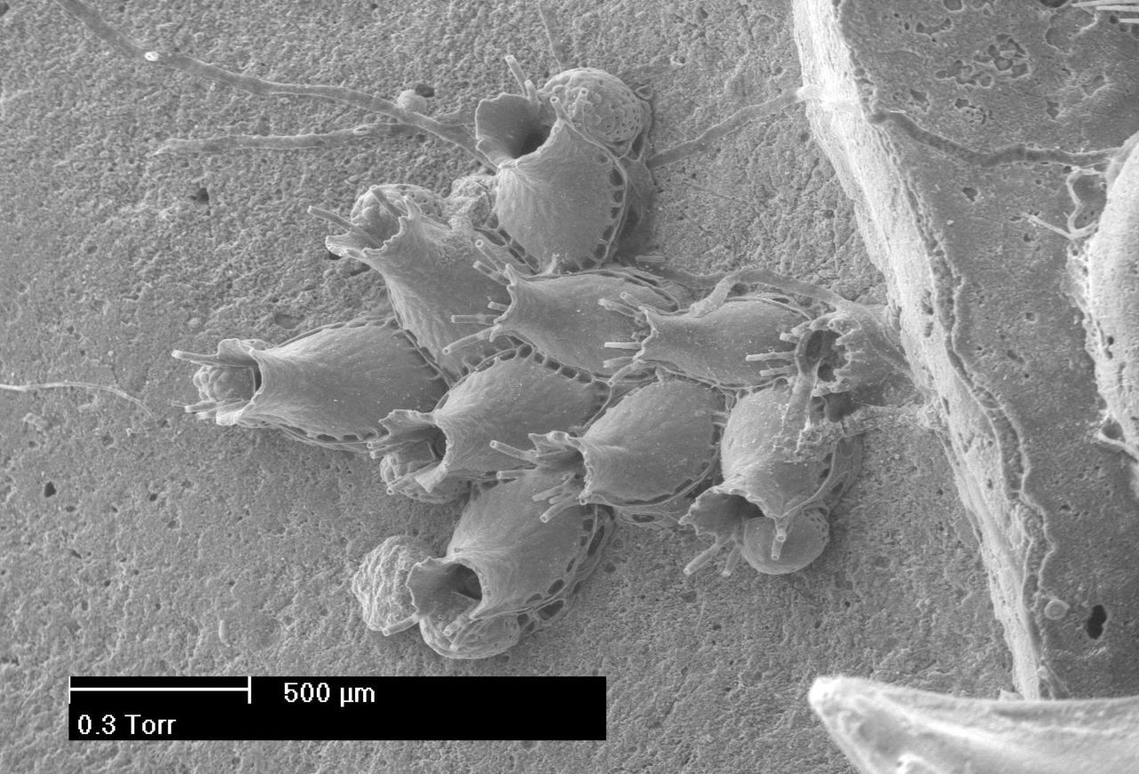 Deze kolonie mosdiertjes (Escharoides bishopi) is amper een speldenkop groot (foto: Hans De Blauwe)