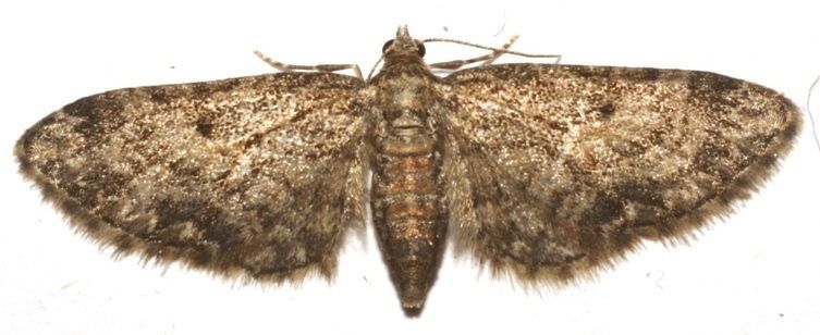 Esdoorndwergspanner, nieuw voor Friesland (foto: Jeroen Breidenbach)