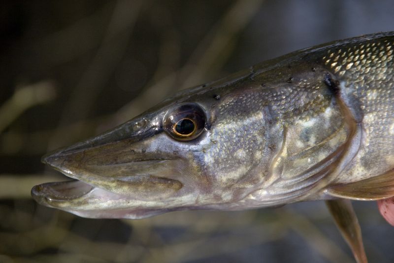 Snoek (foto: Mark Zekhuis)