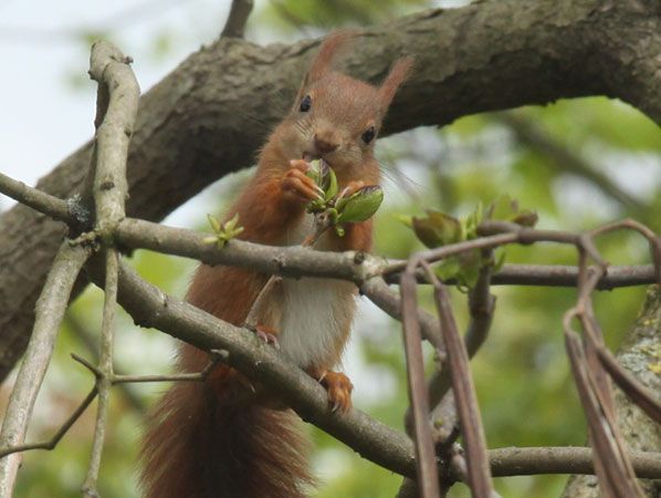 Jonge oranje eekhoorn op zoek naar eten (foto: Henni van der Zanden)