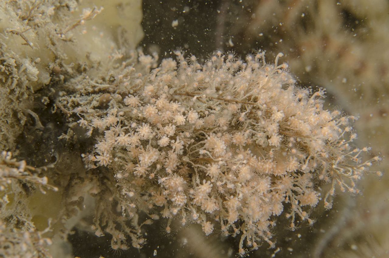 De hydropoliep Eudendrium arbuscula is het favoriete voedsel van de Slanke waaierslak (foto: Peter H van Bragt)