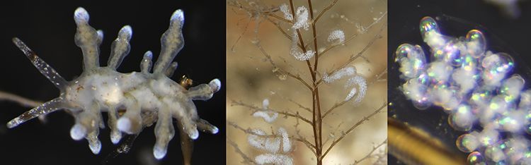 V.l.n.r. Noordelijke knuppelslak: volwassen dier, eisnoer en embryo’s (foto’s: Peter H van Bragt)