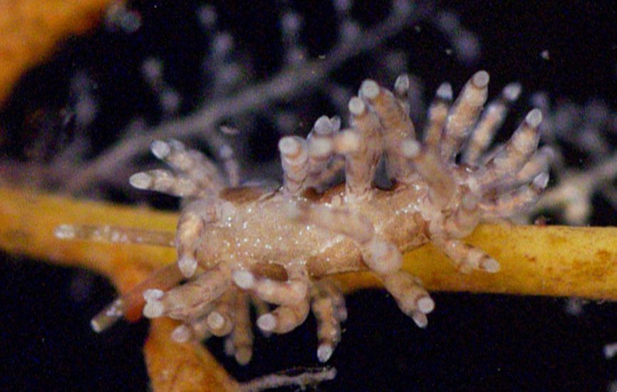 Zeenaaktslak Eubranchus vittatus (foto: Lodewijk van Walraven)