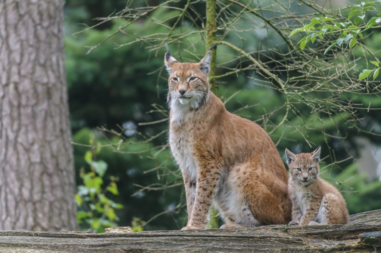 De Euraziatische lynx doet het ontzettend goed in Tsjernobyl, maar de vraag blijft welke gevolgen radioactiviteit heeft op het dier (Foto: Shutterstock)