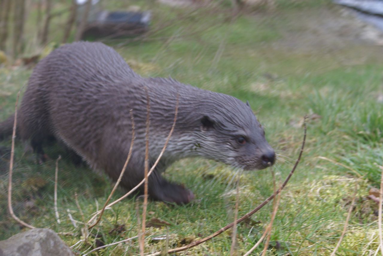 Otter (foto: Ellen van Norren)