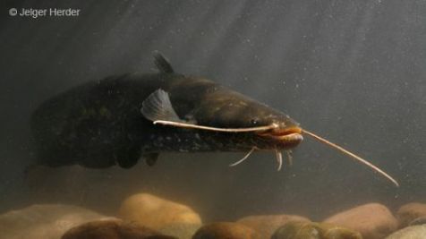 Natuurberichten over vissen waren gemiddeld het meest populair. Hier de Europese meerval (foto: Jelger Herder)