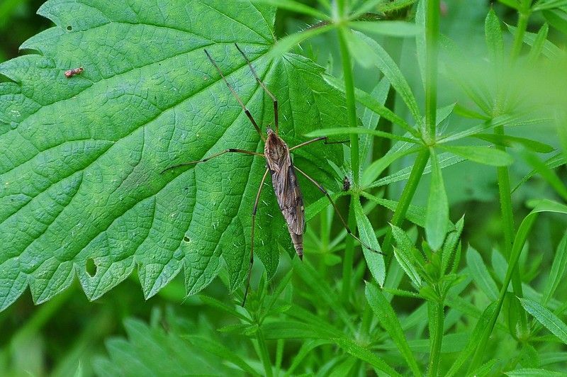 De langpootmug Eutonia barbipes (foto: Dieder Plu)