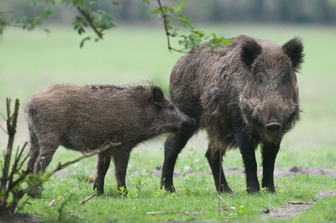 Uit de bevraging van Natuurputn blijkt duidelijk dat Vlamingen zich het lot van de Vlaamse natuur aantrekken. Soorten zoals wilde everzwijnen zorgen voor een extra stimulans om de natuur in te trekken (Foto: Wim Dirckx)