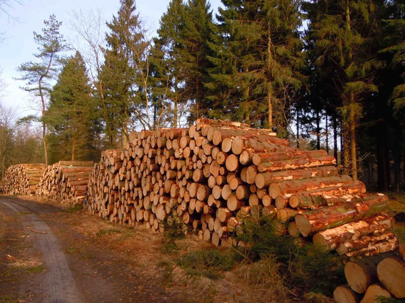 Kaalkap in het Fijnsparrenbos (foto: Rob Chrispijn)