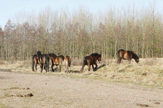 Exmoor pony’s verkennen de Loozerheide (foto: Denis Frissen)