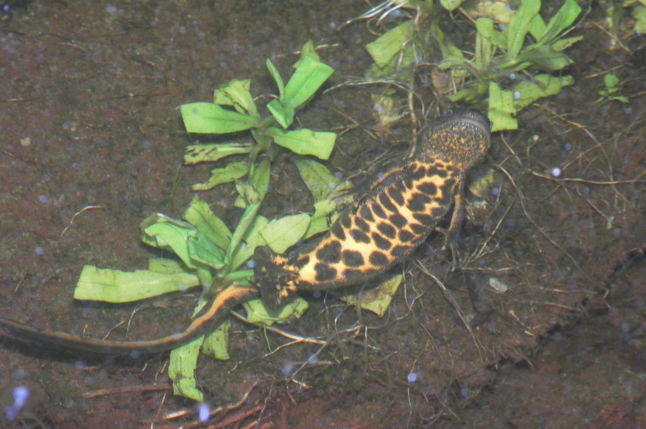 Een kamsalamander vouwt met haar achtervoeten een blaadje dicht waarin ze een ei afgezet heeft (foto: Ignas van Bebber)