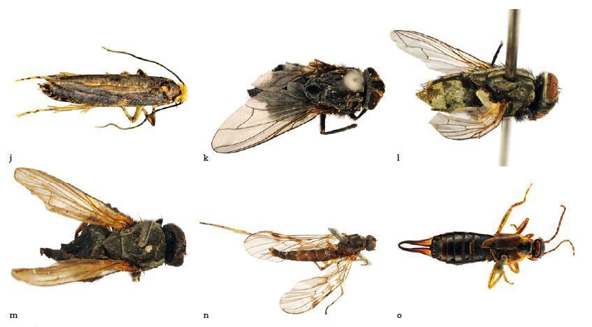 Nog meer gevonden insecten uit vogelnestkasten (foto: Cees Gielis)