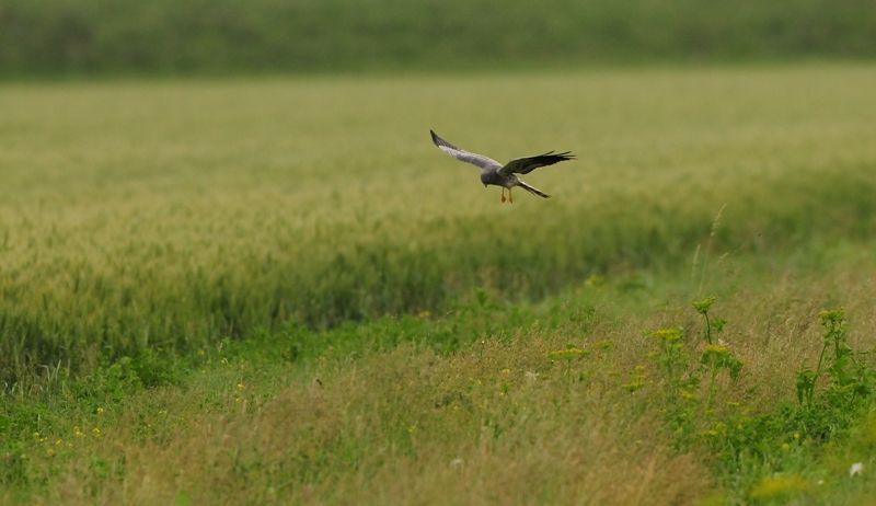 Mannetje grauwe kiekendief jagend boven faunarand langs tarweakker (foto: Ben Koks)