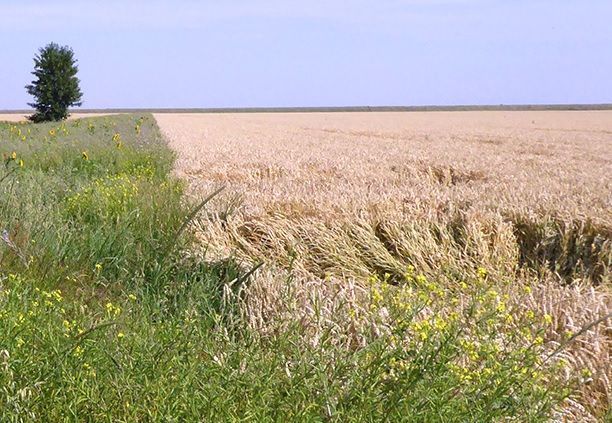 Faunarand in de Reiderwolderpolder, Oost-Groningen (foto: Rein Hofman)