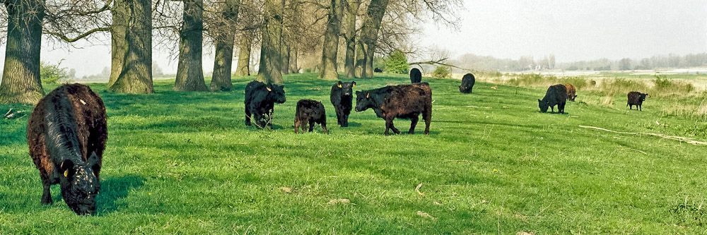 Galloways in de Bisonbaai (foto: Fokko Erhart)