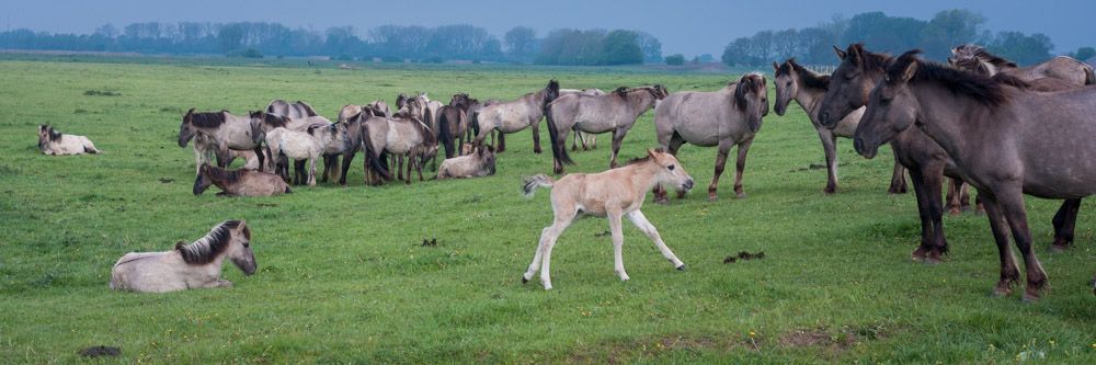 Jonge dieren horen bij natuurlijke kuddes (foto: Fokko Erhart)