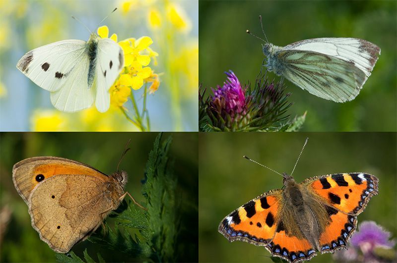 Alle vlinders op één ochtend gefotografeerd: Klein koolwitje (links boven), Klein geaderd witje (rechts boven), Mannetje bruin zandoogje (links onder) en Kleine vos (rechts onder) (foto’s: Wildernisfoto.nl)