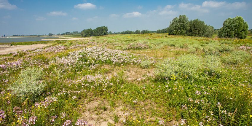 Bloemenzee op oeverwal van de Klompenwaard bij Doornenburg (foto: Wildernisfoto.nl)