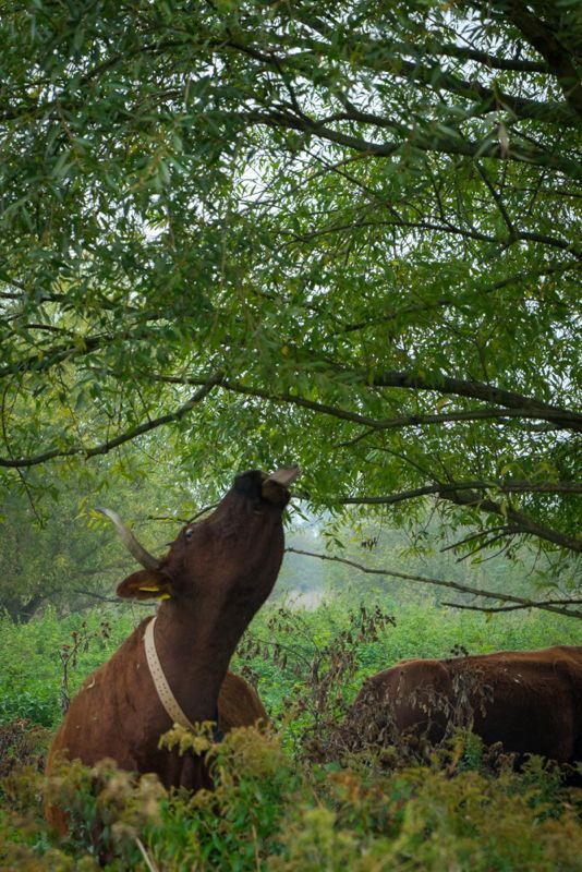 Typisch beeld voor begrazing tijdens het winterhalfjaar; rund eet van bomen en struiken (foto: Fokko Erhart)