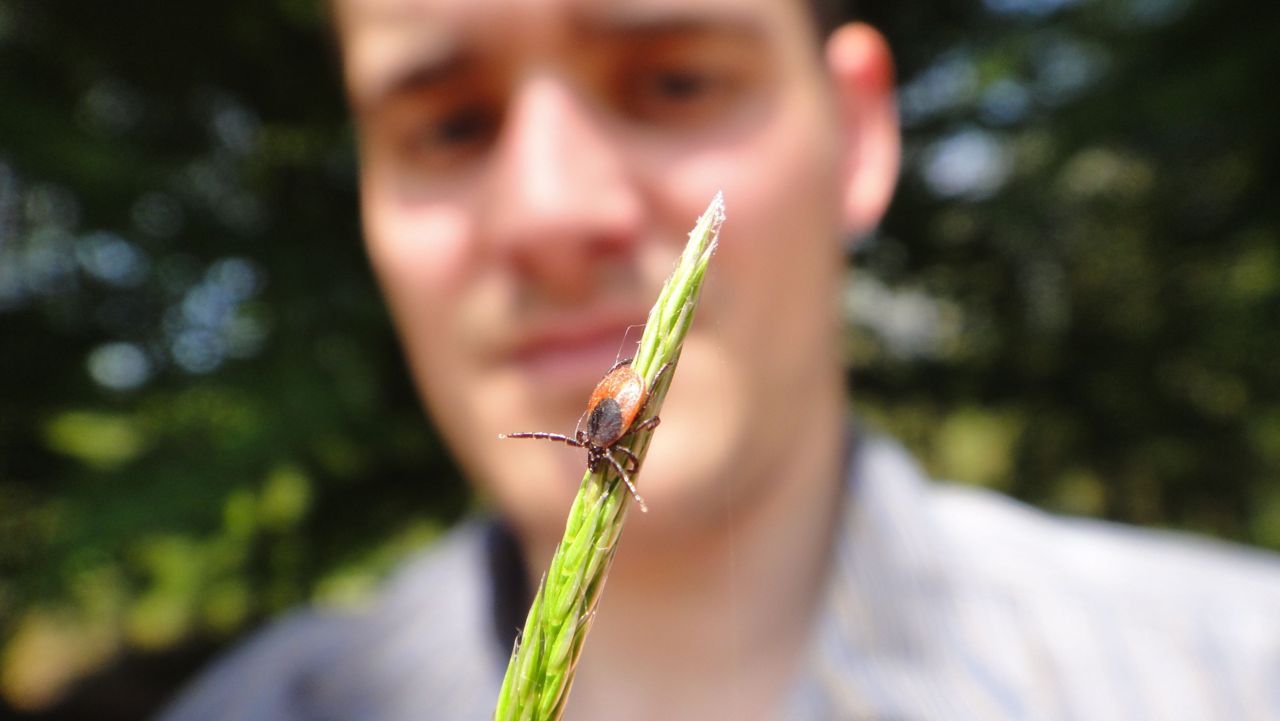 Schapenteek (volwassen vrouwtje) wacht tot er een geschikte gastheer langskomt (foto: Coen van Amersfoort)