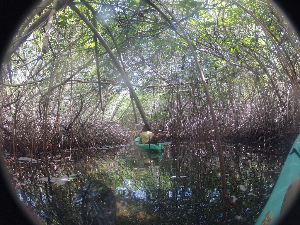 Fieldwork in the mangroves of Lac, Bonaire (photo: Tatiana Lodder)