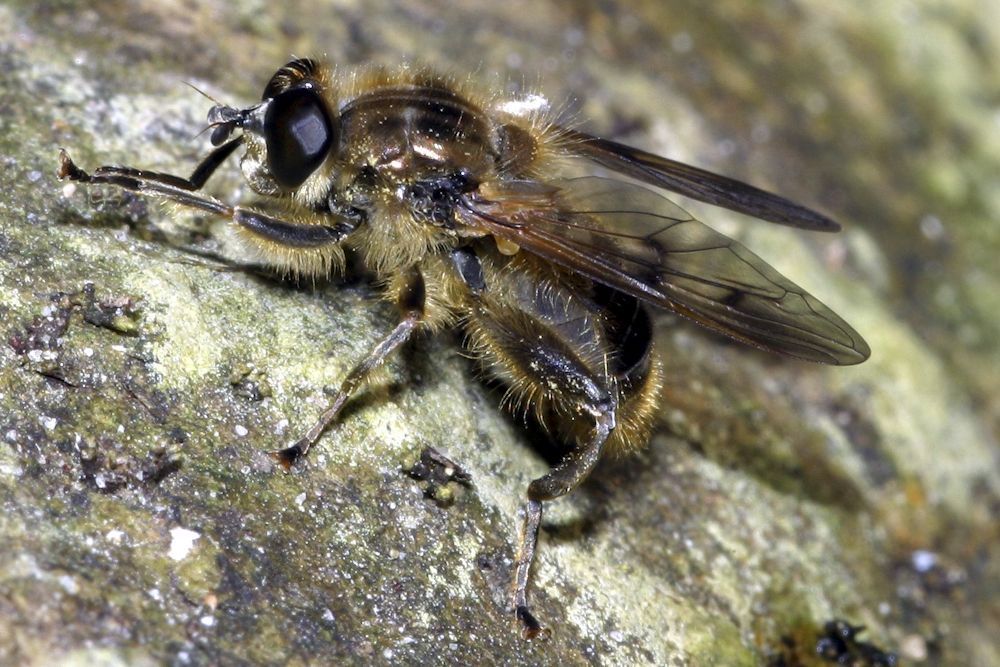 Mannetje gestreepte molmzwever op een stam in een beek in het Bunderbos (foto: John T. Smit)