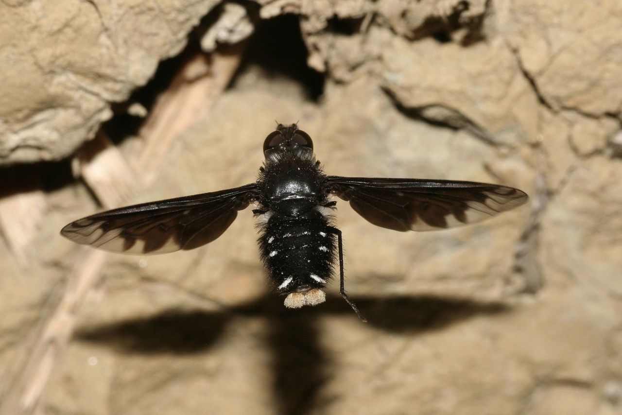 Muurrouwzever op zoek naar nesten van metselbijen of –wespen (foto: Pieter van Breugel)