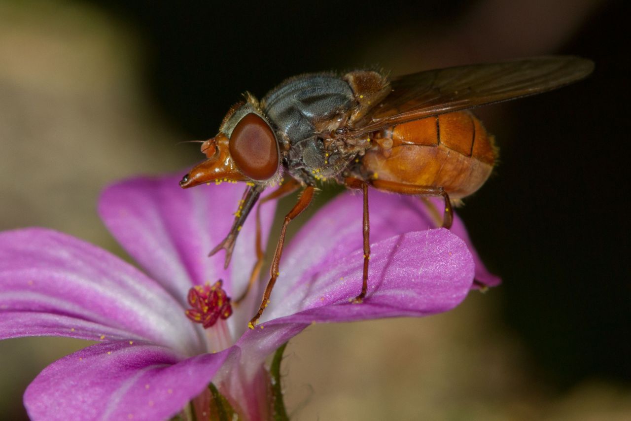 Vrouwtje rode snuitvlieg op zijn voorkeursbloem Robbertskruid (foto: Sandra Lamberts)