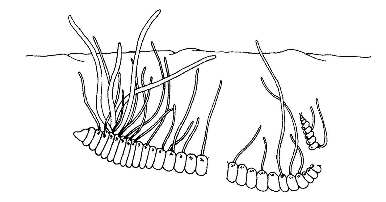 Getekende weergave van de Rode kieuwdraadjesworm in het slib (naar Pardo & Amaral, 2004)