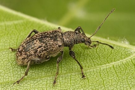 De snuitkever Phyllobius pilicornis (foto: Theodoor Heijerman)