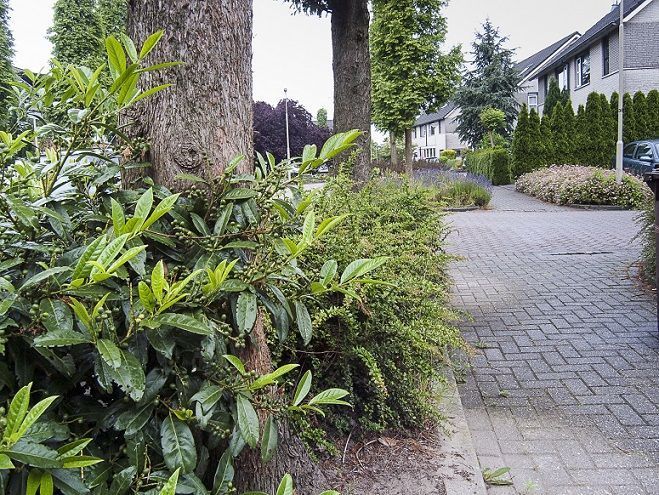 Laurierkers met door snuitkevers aangevreten blaadjes (foto: Theodoor Heijerman)