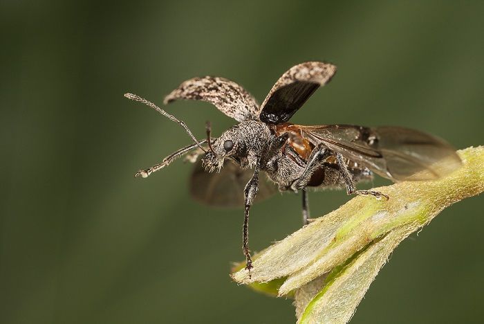 Snuitkever Phyllobius pilicornis (foto: Theodoor Heijerman)