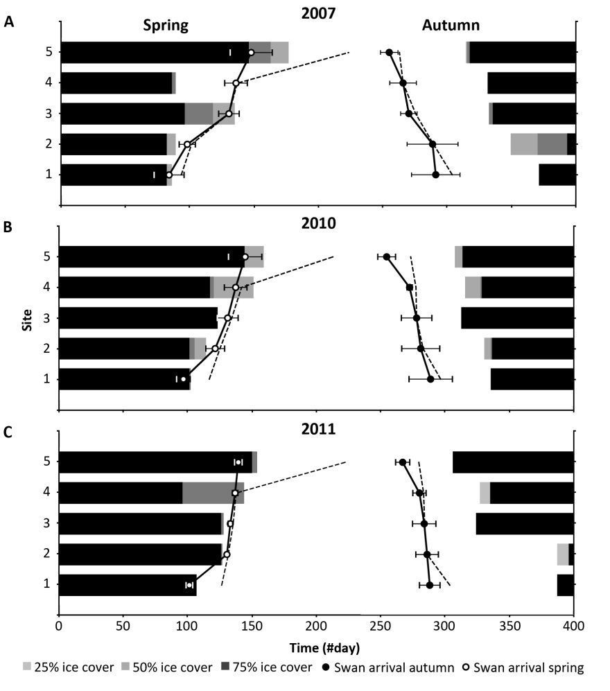 Tijdstip (in totaal cumulatief aantal dagen, startend op 1 januari van het betreffende jaar) van ijsbedekking (horizontale balken: 25, 50 en 75 procent) en de aankomst- en vertrekdatum (respectievelijk doorgetrokken en gestippelde lijnen) van de zwanen (2007: 3 zwanen, 2010: 5 zwanen, 2011: 7 zwanen) op vijf belangrijke pleisterplaatsen. Opvallend is de aankomst van de zwanen terwijl er nog ijs ligt in de lente, tegenover de herfst waarin de zwanen ver voor het ijs uitvliegen (figuur: NIOO-KNAW)
