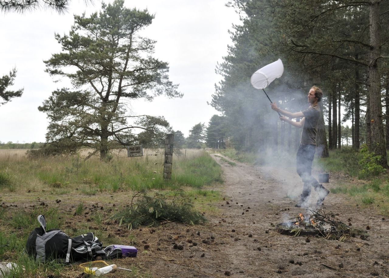 Rookvliegjes vangen in het Leender Bos (foto: Jap Smits)