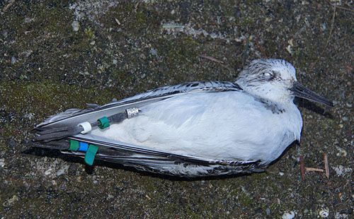 De overleden drieteenstrandloper G3BGGW met zijn ringen (foto: Adriaan Dijksen)