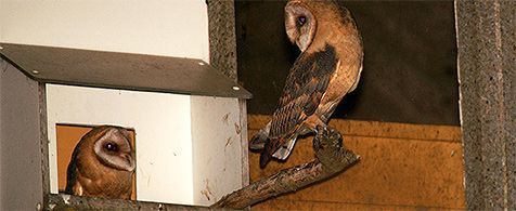 Kerkuilen voor een Texelse nestkast (foto: Foto Fitis, Adriaan Dijksen)