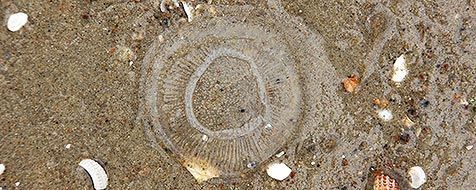 Lampenkapje op het strand (foto: Sytske Dijksen, Foto Fitis)