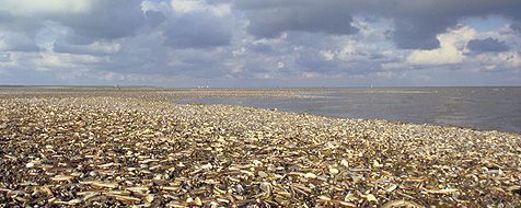 Soms liggen er bergen zwaardschedeschelpen op het strand (foto: Foto Fitis, Sytske Dijksen)