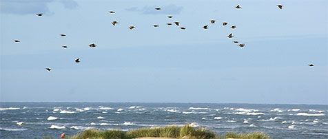 Spreeuwen tijdens de vogeltrek (foto: Foto Fitis, Sytske Dijksen)