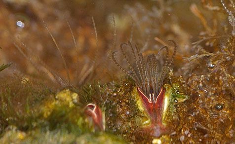 Tentakels van de zeepok zoeken naar voedsel (foto: Sytske Dijksen)