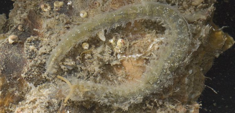 Borstelworm Flabelligera affinis in de Oosterschelde (foto: Peter H. van Bragt)