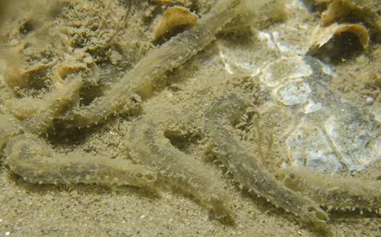 Borstelworm Flabelligera affinis in de Oosterschelde, oktober 2011 (foto: Peter H. van Bragt)