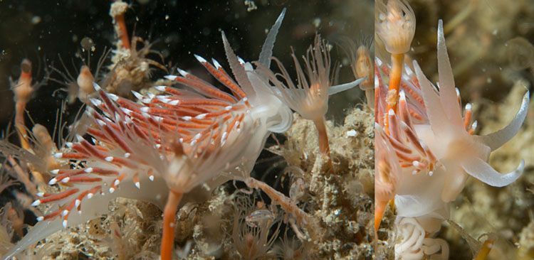 Flabellina verrucosa, Belgische Noordzee 2010 (foto: Peter H. van Bragt)