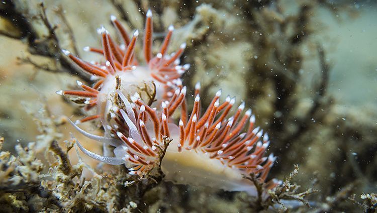 Slanke waaierslak, een typische wintergast in de Oosterschelde (foto: Peter H van Bragt)