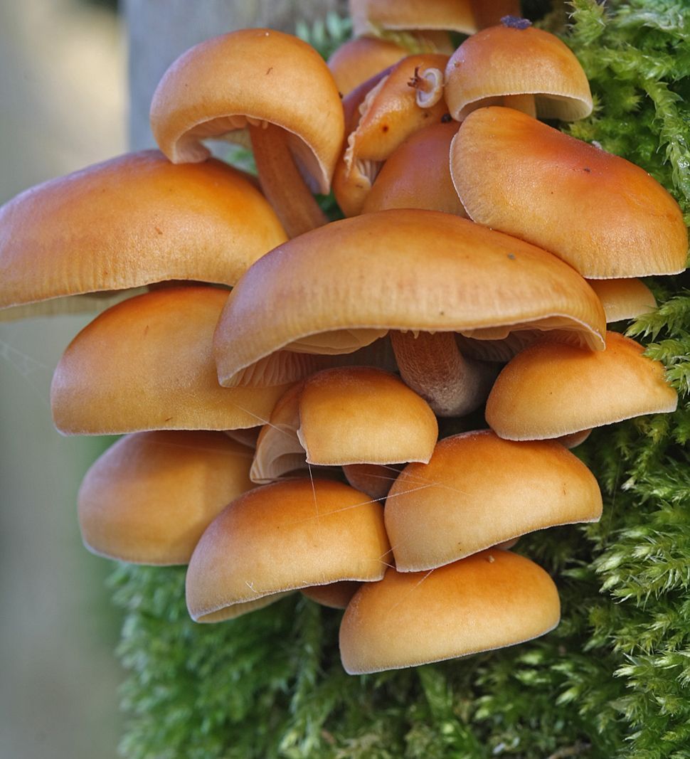 Fluweelpootjes in hun natuurlijke vorm (foto: Menno Boomsluiter)