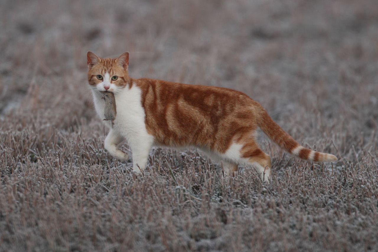 Sluw als ze was, at de huiskat haar buik vol muizen en kwam ze op de koop toe in de gratie bij de mens. (foto: Raymond De Smet)