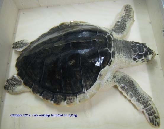 Flip volledig hersteld, oktober 2012 (foto: Sea Life Scheveningen)