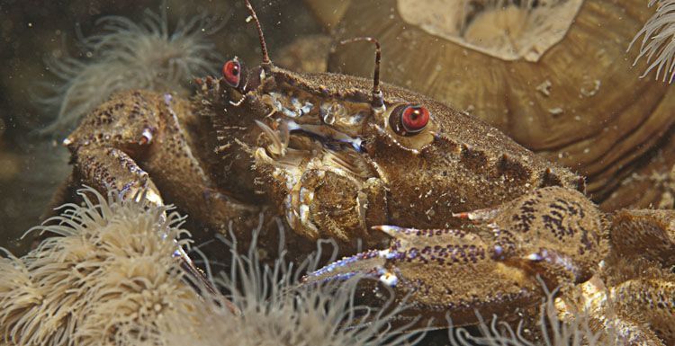 Fluwelen zwemkrabben zijn blij met warme winter (foto: Peter H. van Bragt)