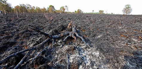 Verbrand Fochteloerveen (foto: Jelger Herder, RAVON) 