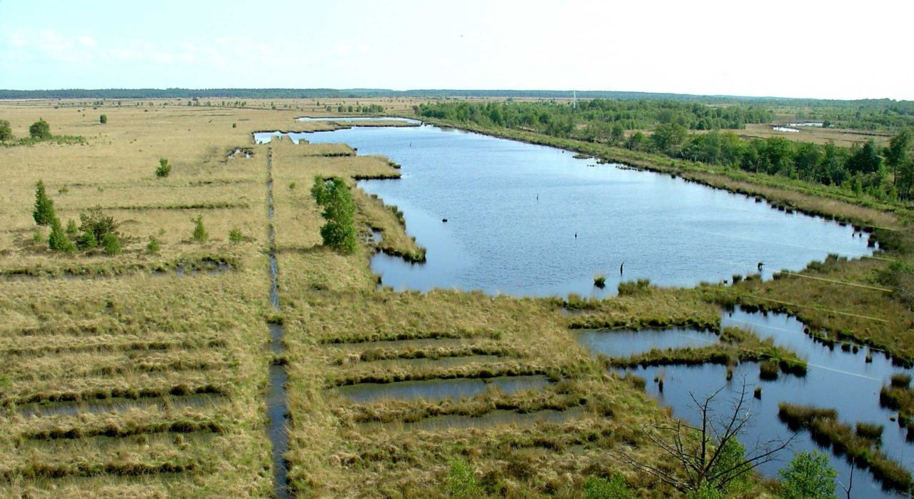 Fochteloërveen, hoogveengebied op de grens van Groningen en Friesland (foto: Gouwenaar)